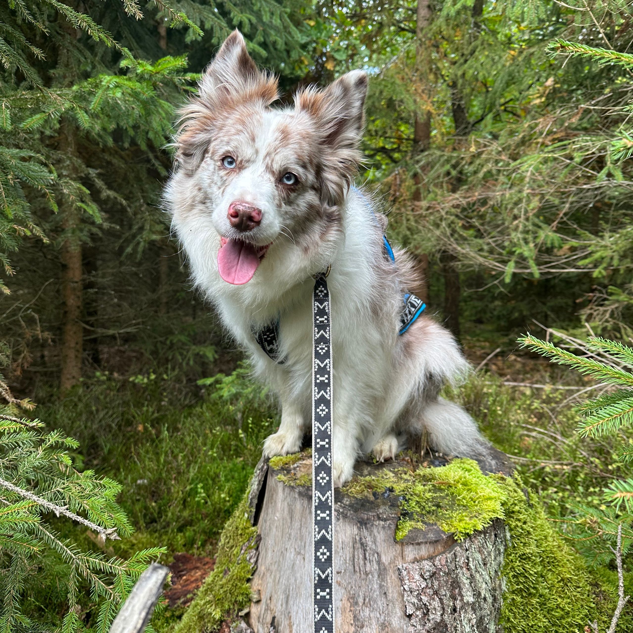 Soutěžní fotografie - Maeby,  Border kolie