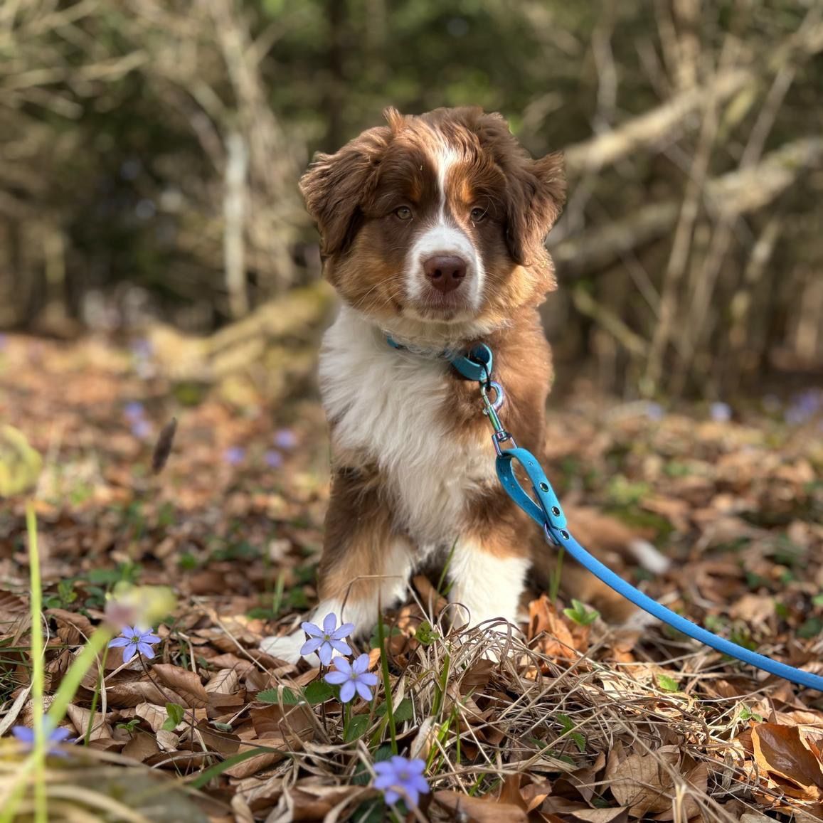 Soutěžní fotografie - Nox,  Australský ovčák