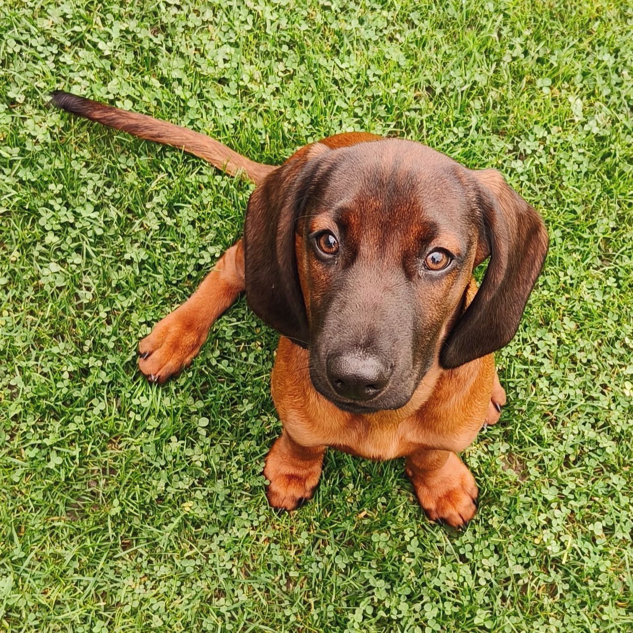 Soutěžní fotografie - Dio,  Bavorský barvář