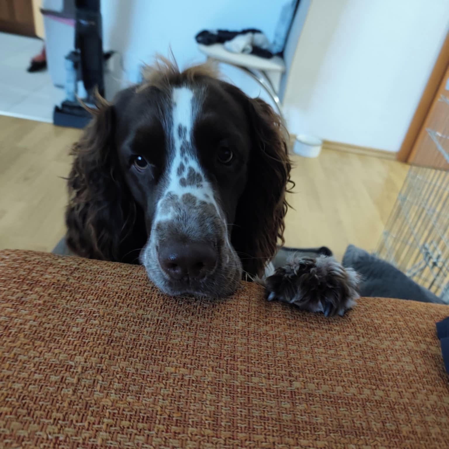 Soutěžní fotografie - Hubert,  Anglický špringr španěl