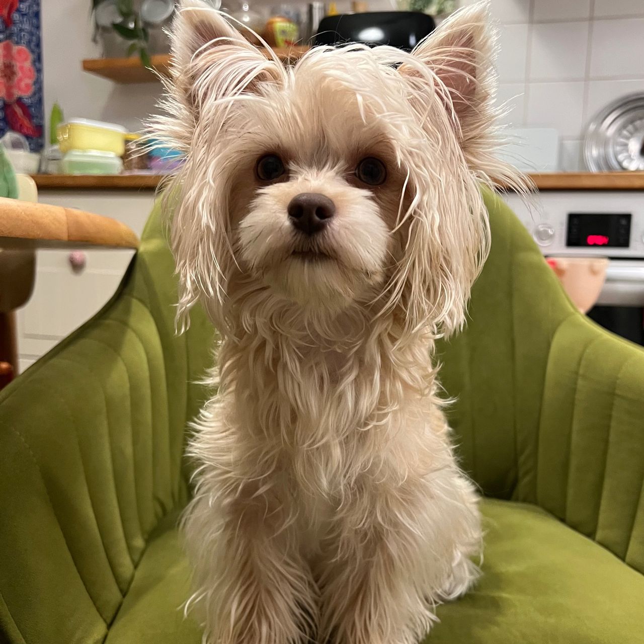 Soutěžní fotografie - Vilda,  Ostatní