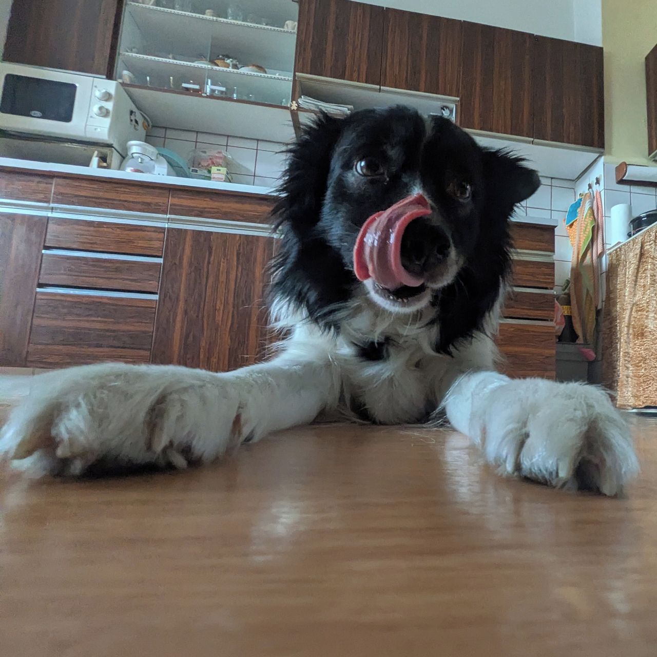 Soutěžní fotografie - Betty,  Border kolie