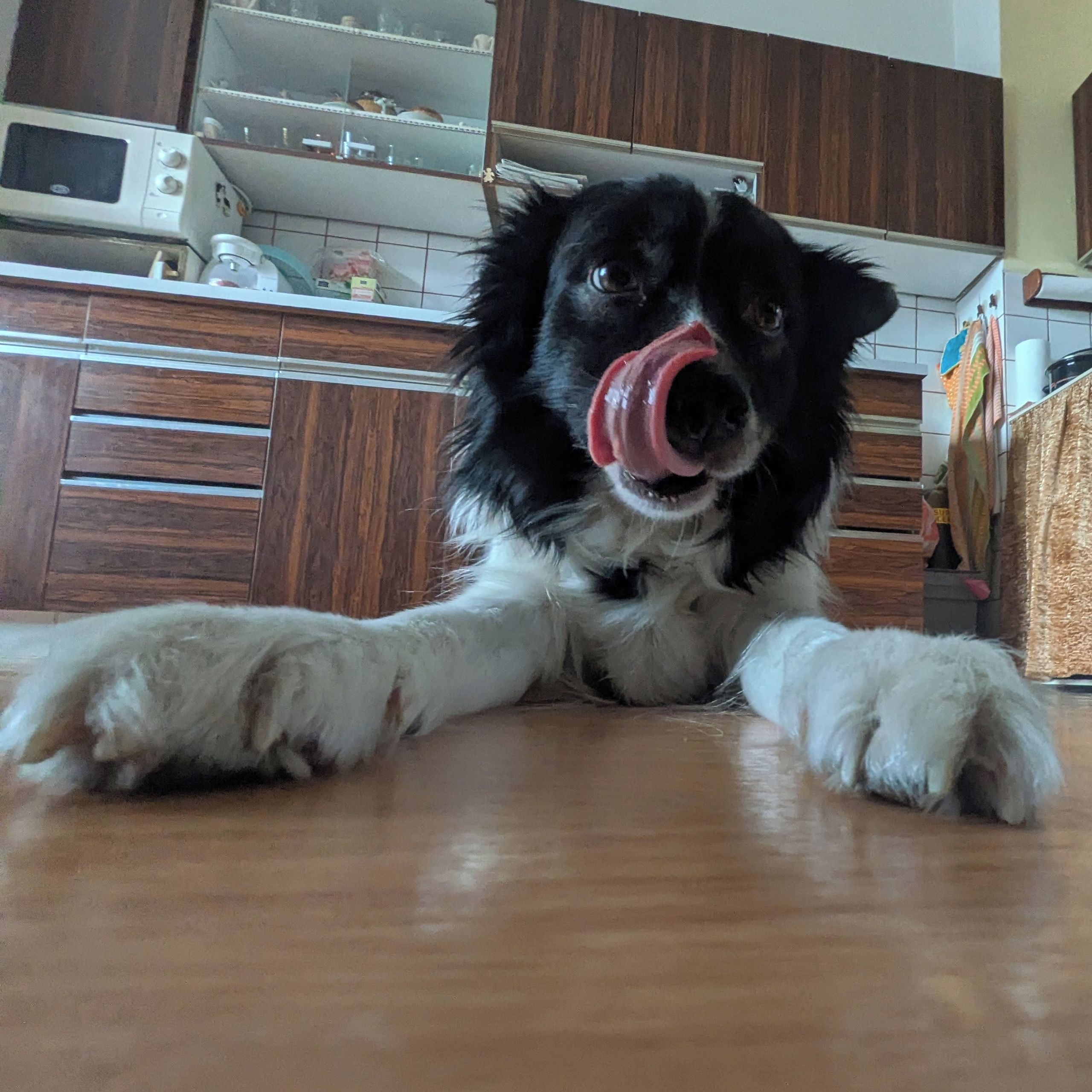 Soutěžní fotografie - Betty,  Border kolie