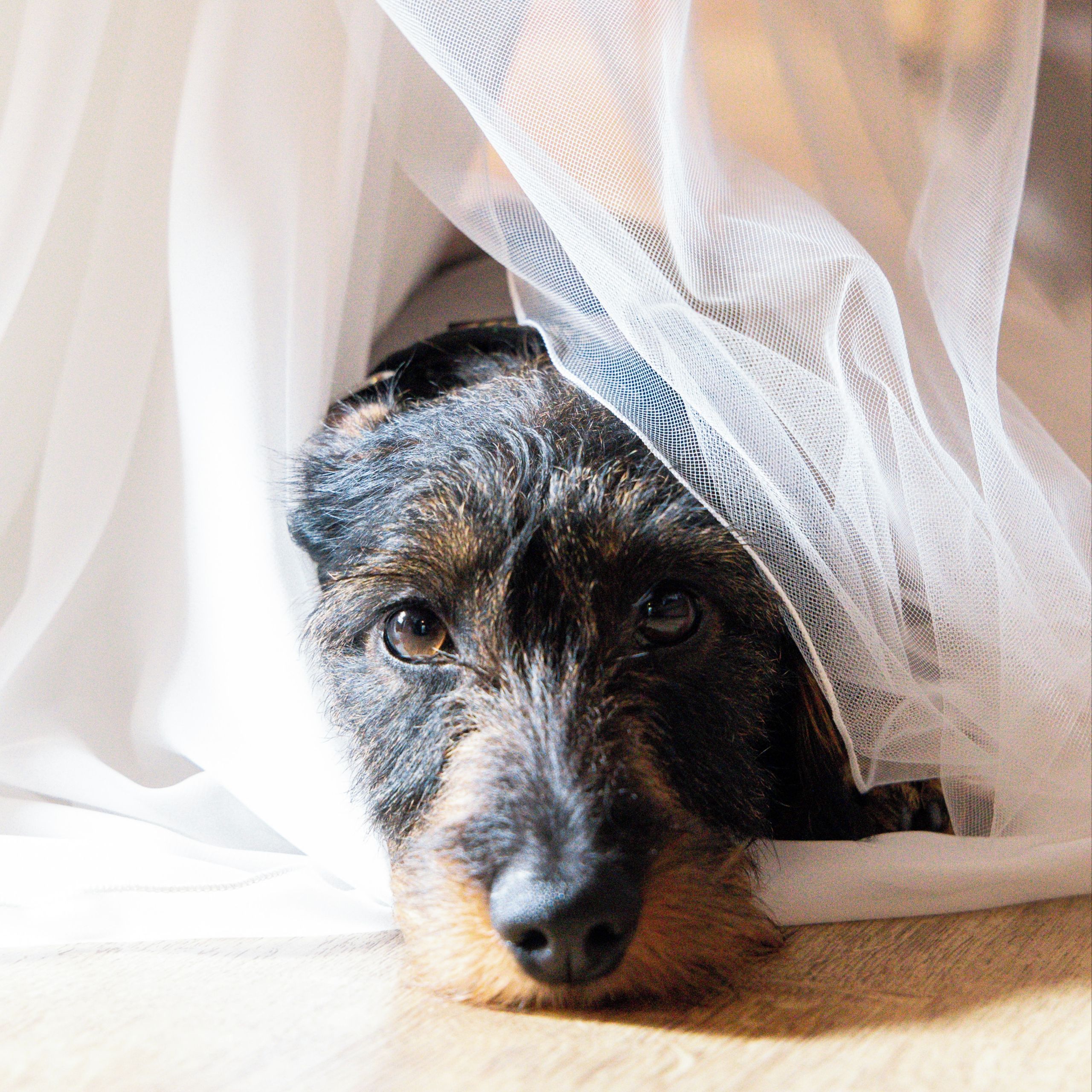 Soutěžní fotografie - Hugo,  Jezevčík