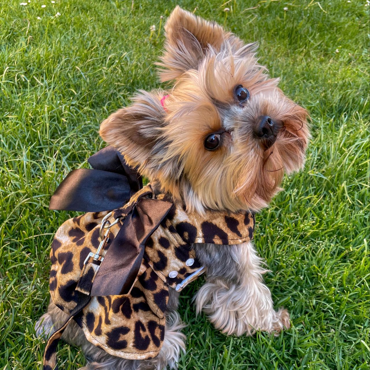 Soutěžní fotografie - Mia,  Yorkšírský terier