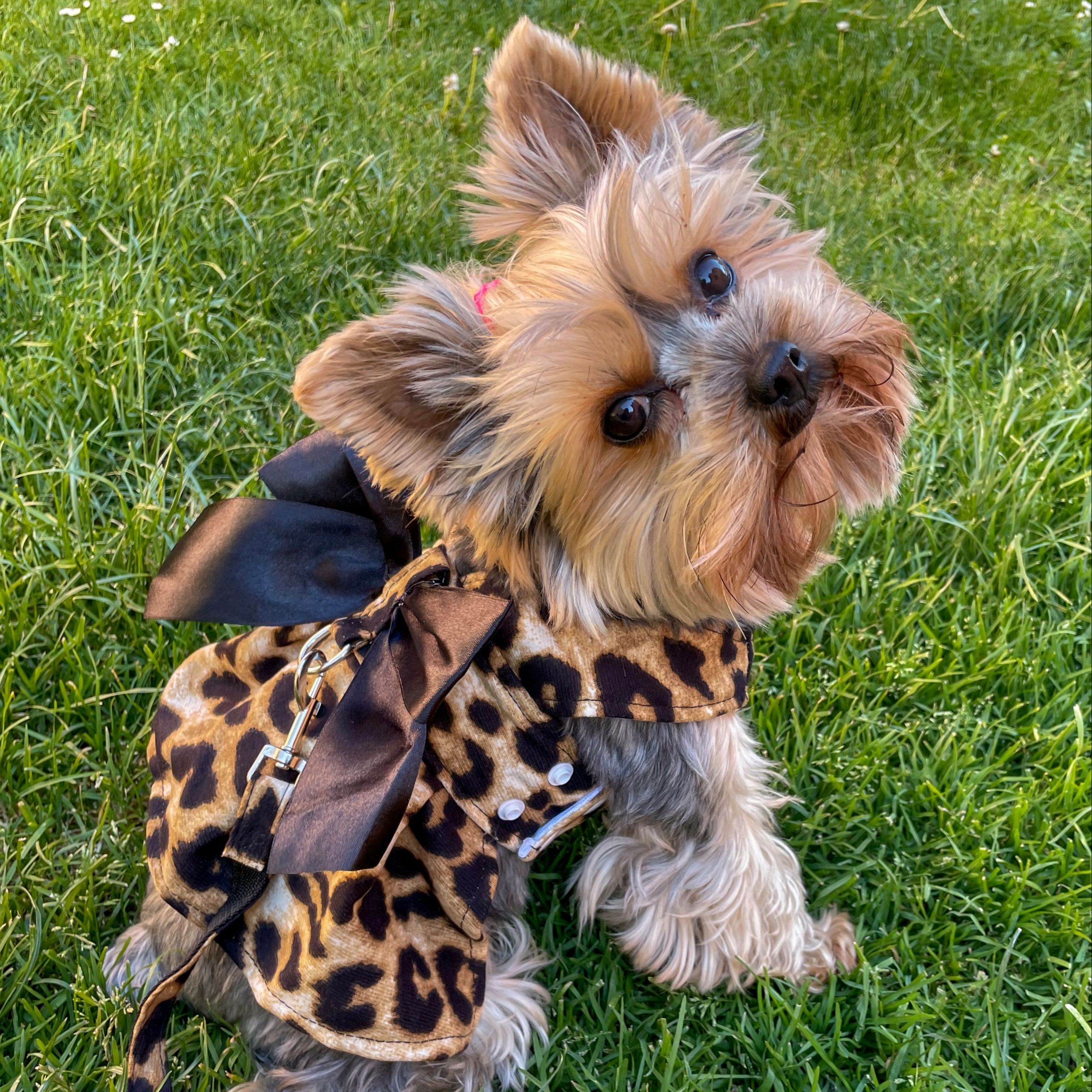 Soutěžní fotografie - Mia,  Yorkšírský terier