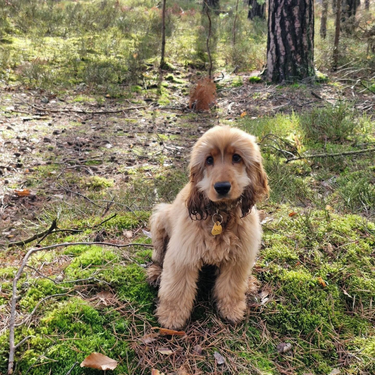 Soutěžní fotografie - Neville,  Anglický kokršpaněl