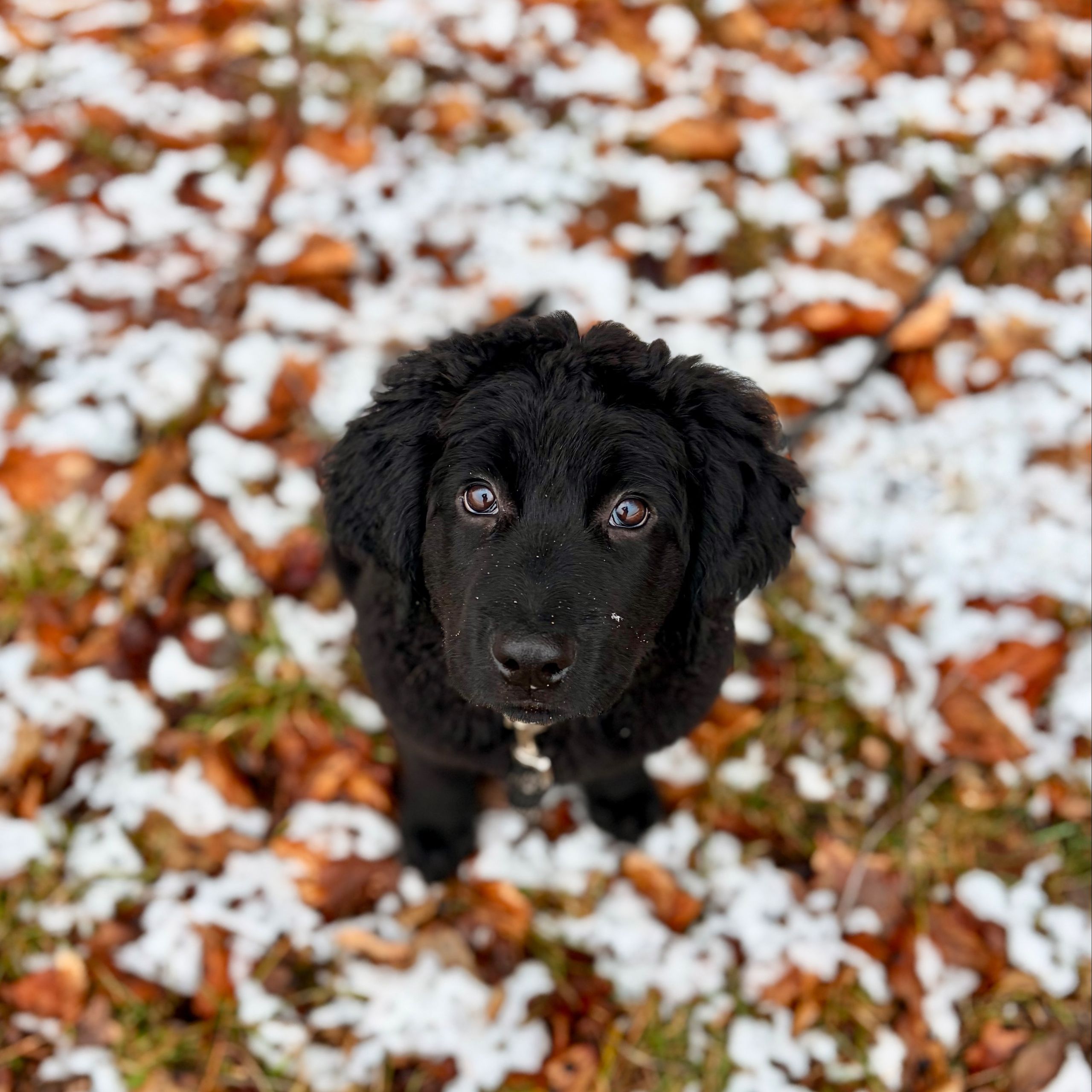 Soutěžní fotografie - Leia Daimar,  Hovawart