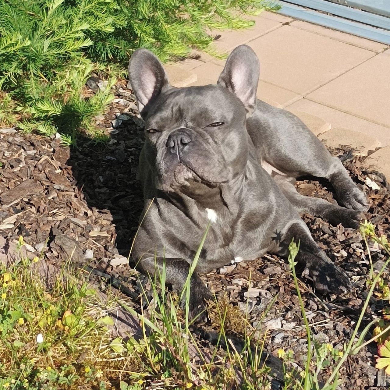 Soutěžní fotografie - Bublina,  Francouzský buldoček