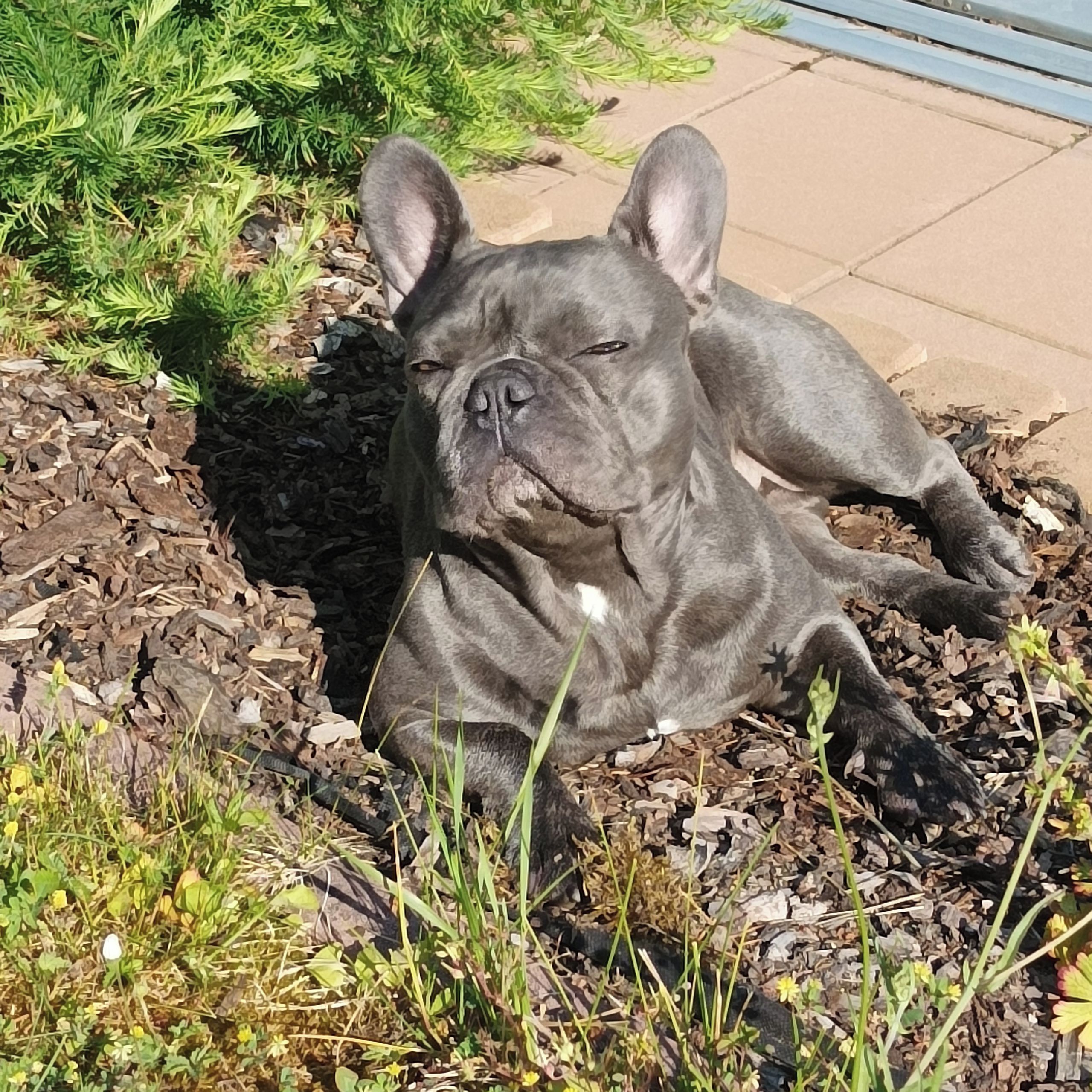 Soutěžní fotografie - Bublina,  Francouzský buldoček