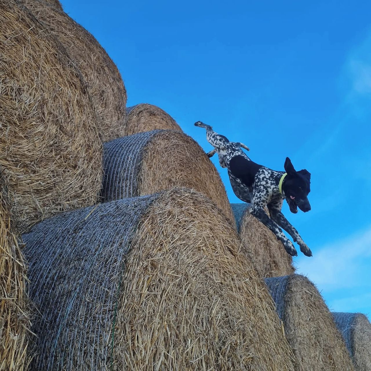 Soutěžní fotografie - Buč,  Německý ohař krátkosrstý