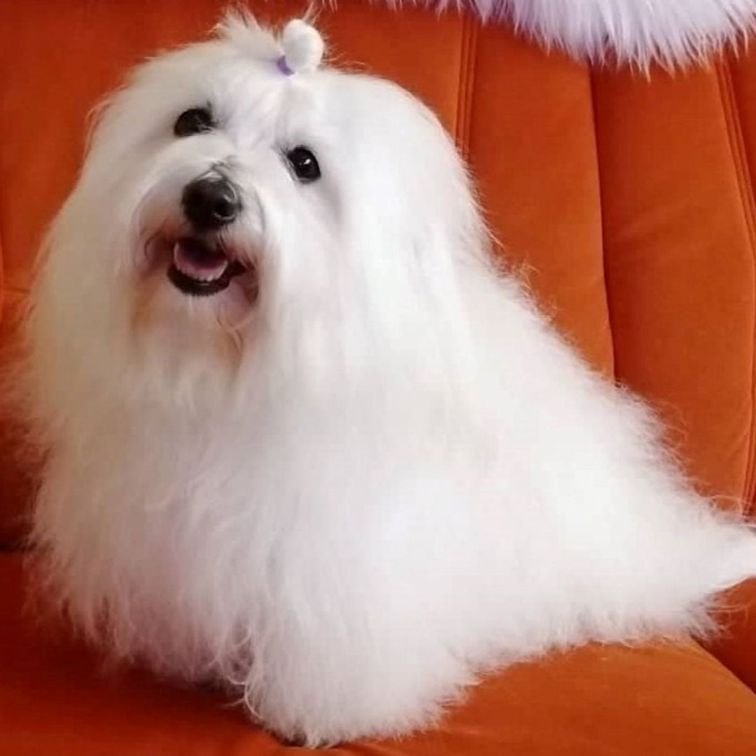 Soutěžní fotografie - Chelzi,  Coton de Tuléar