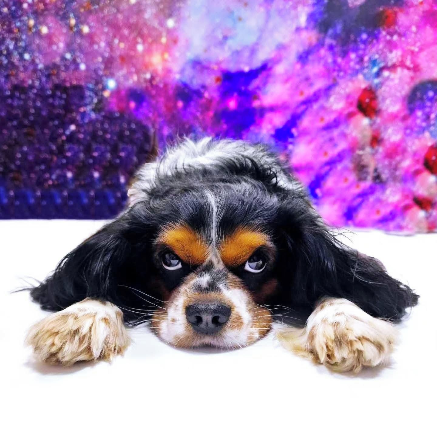 Soutěžní fotografie - Archie,  Kavalír King Charles španěl