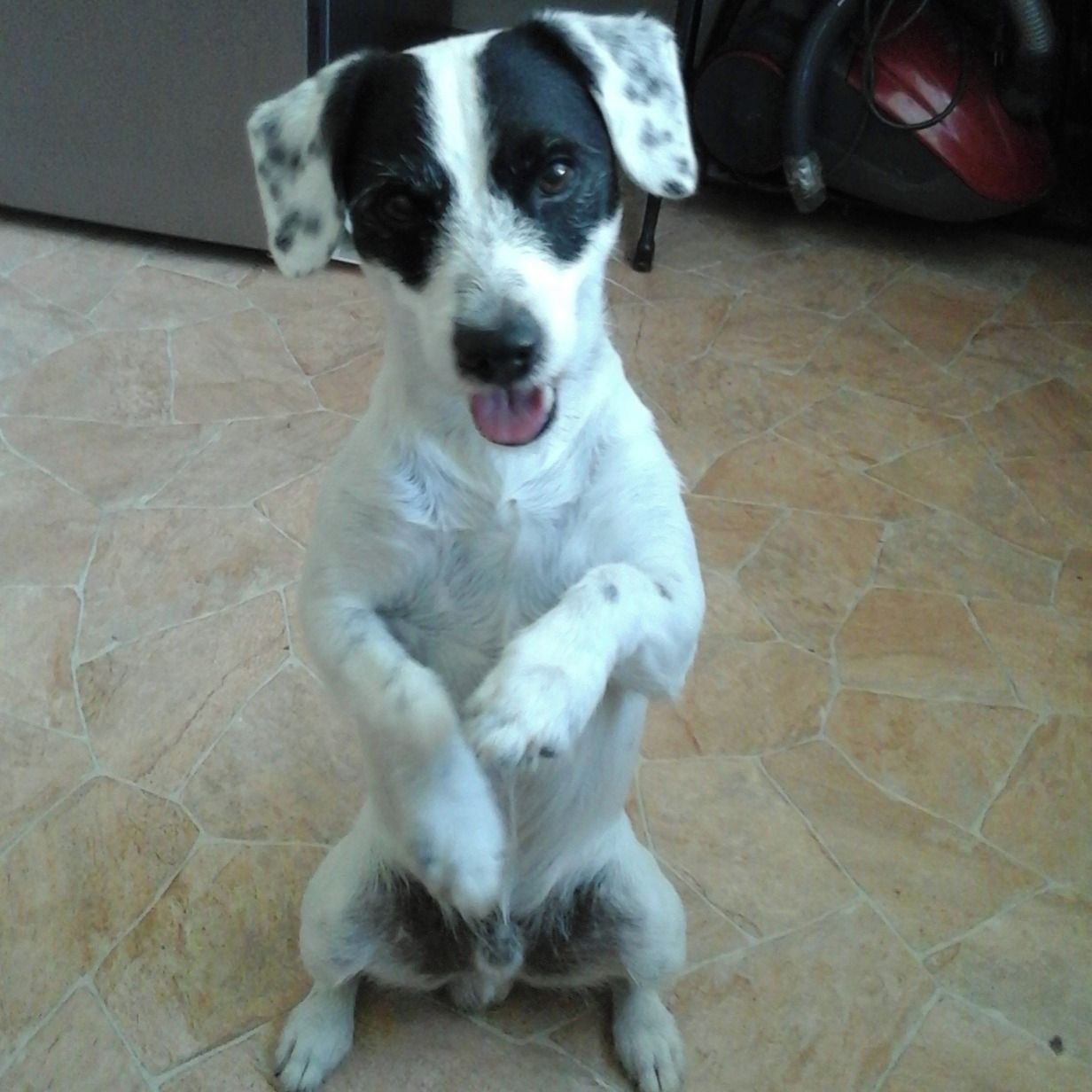 Soutěžní fotografie - Rasty,  Parson Russell Teriér