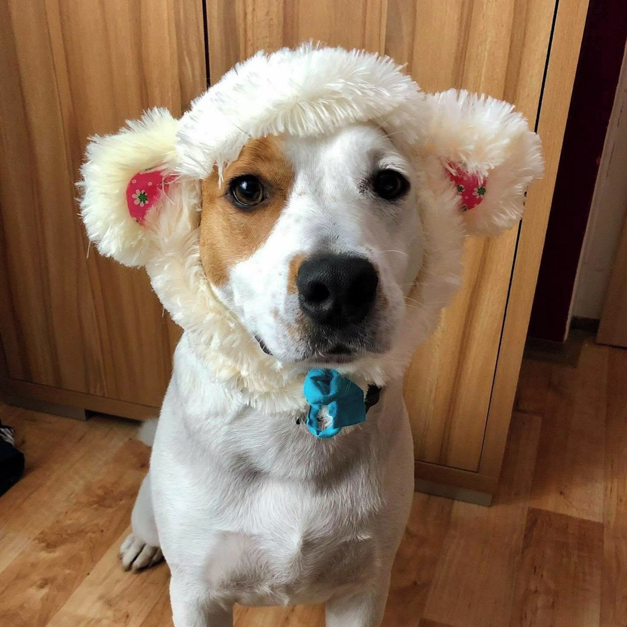 Soutěžní fotografie - Jupiter,  Ostatní