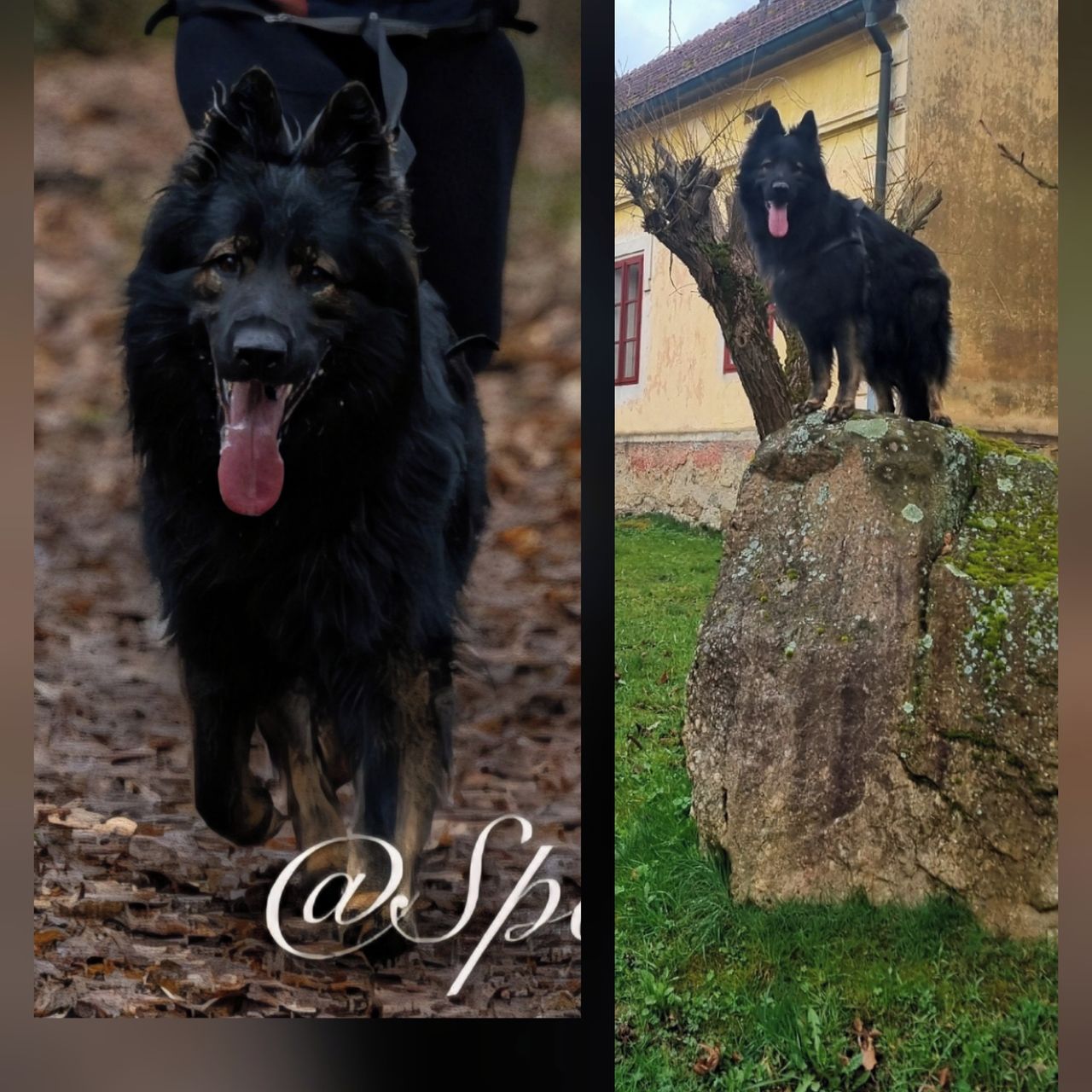 Soutěžní fotografie - Rony,  Německý ovčák