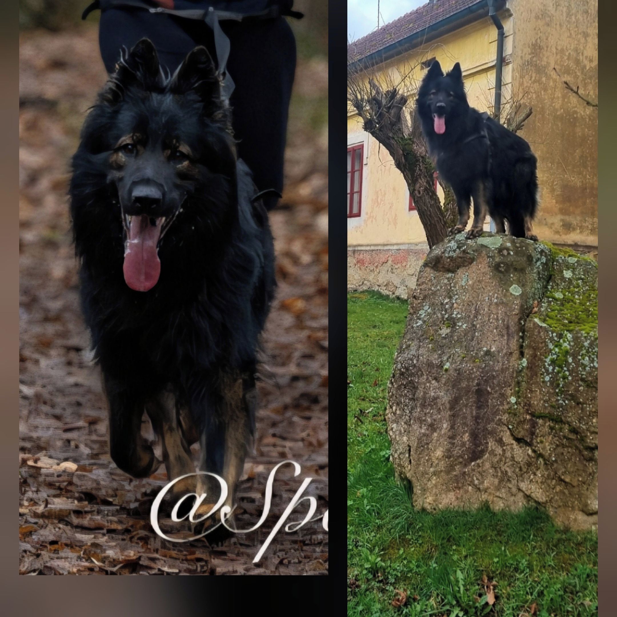 Soutěžní fotografie - Rony,  Německý ovčák