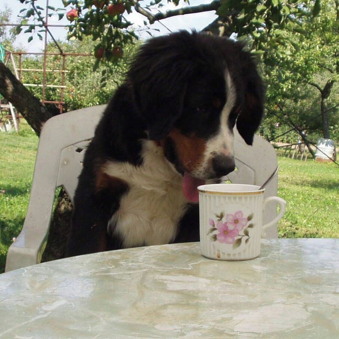 Soutěžní fotografie - Ax,  Bernský salašnický pes