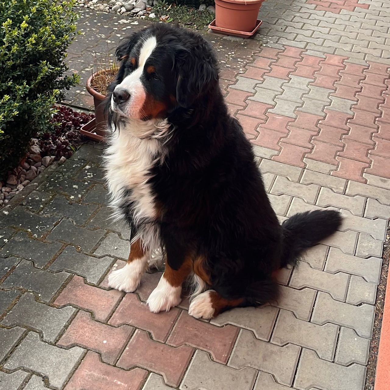 Soutěžní fotografie - Charlie,  Bernský salašnický pes