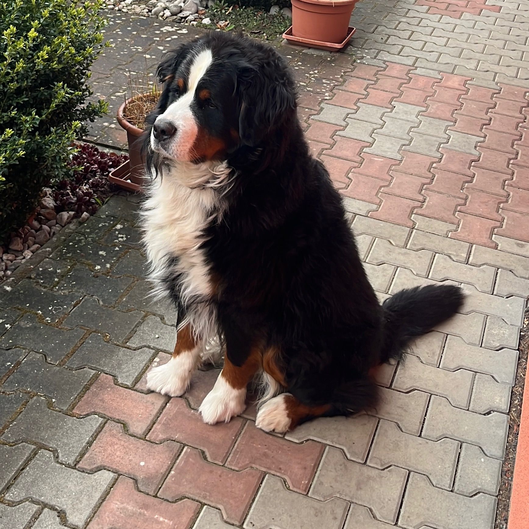 Soutěžní fotografie - Charlie,  Bernský salašnický pes