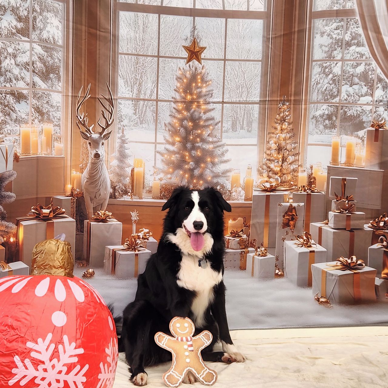 Soutěžní fotografie - Bonnie,  Border kolie