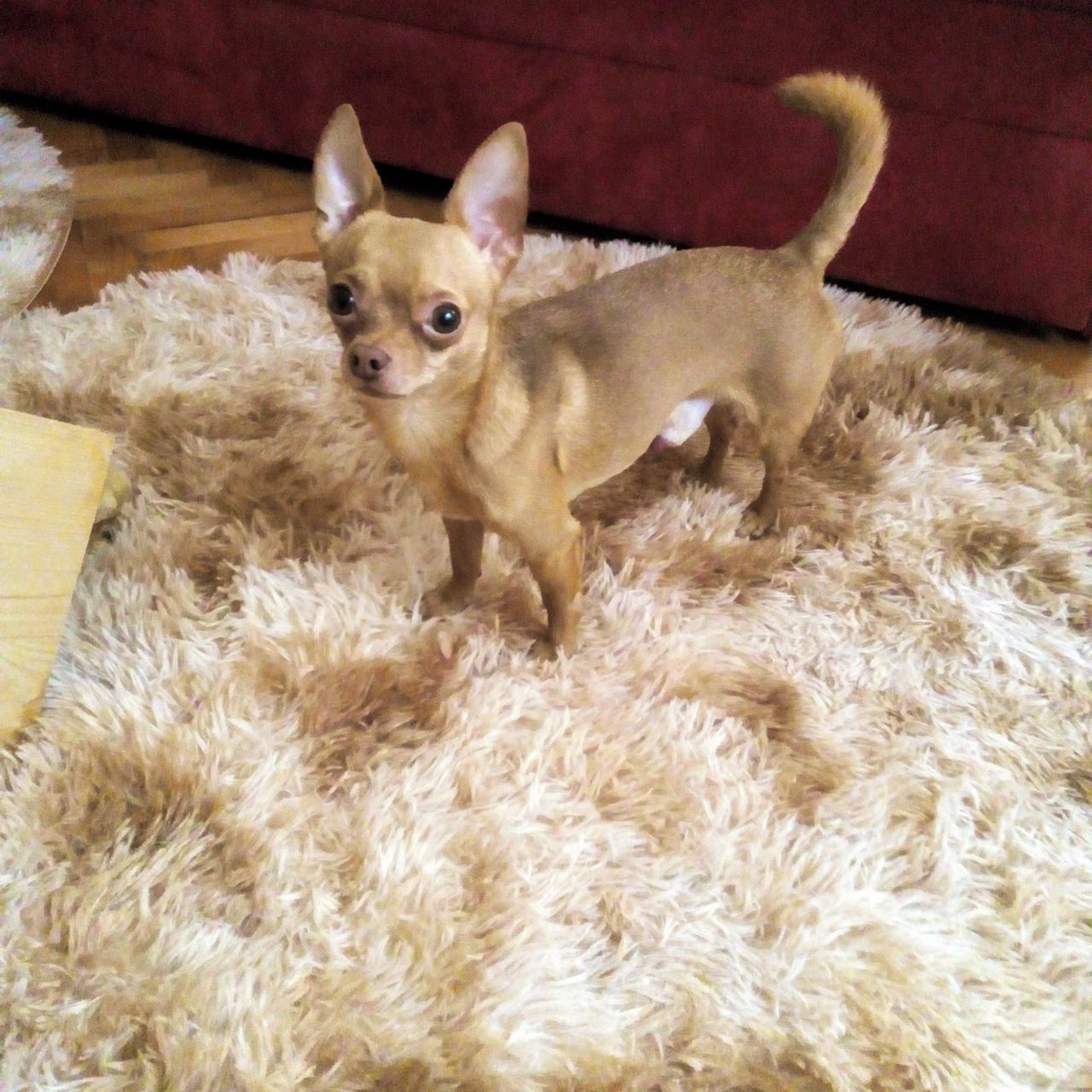 Soutěžní fotografie - Mikýsek,  Čivava