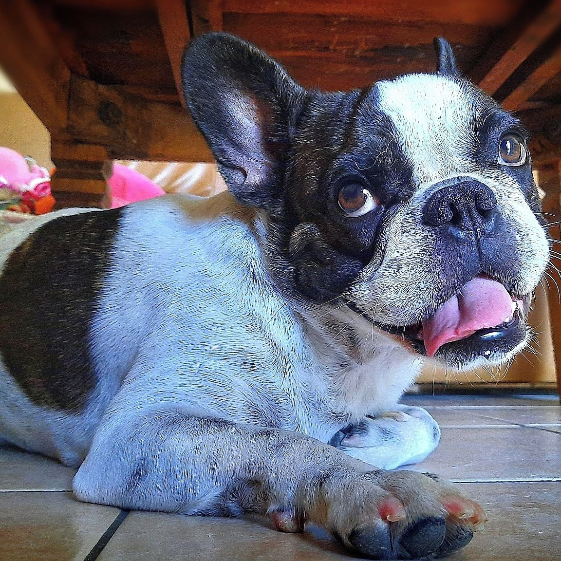 Soutěžní fotografie - Daisy,  Francouzský buldoček