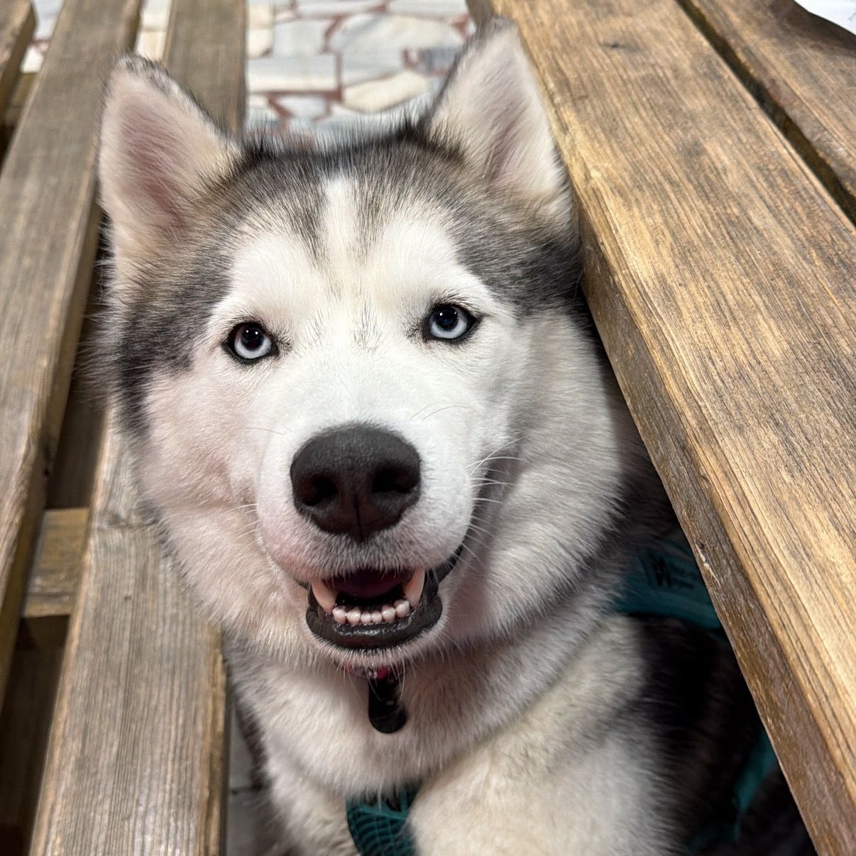 Soutěžní fotografie - Railey,  Sibiřský husky