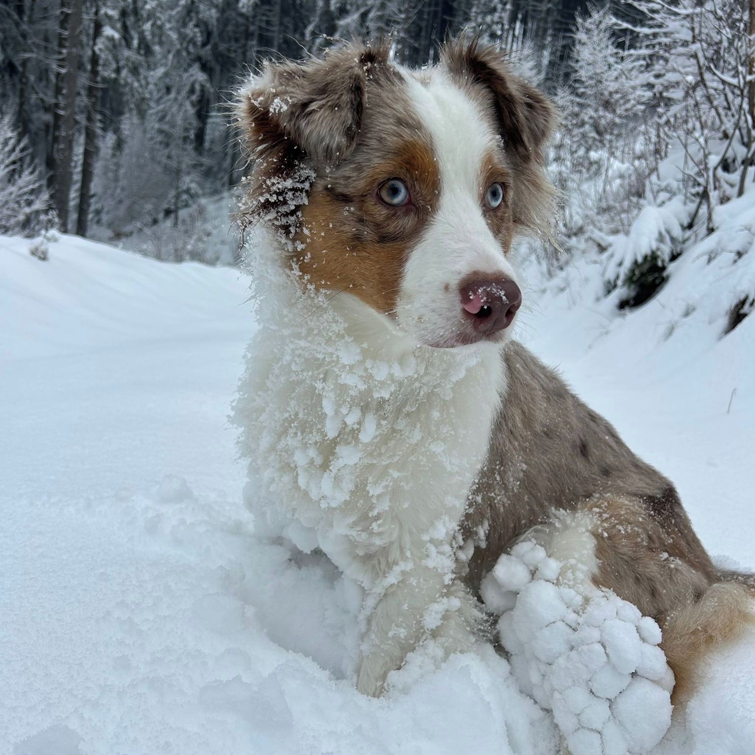 Soutěžní fotografie - Riley,  Australský ovčák