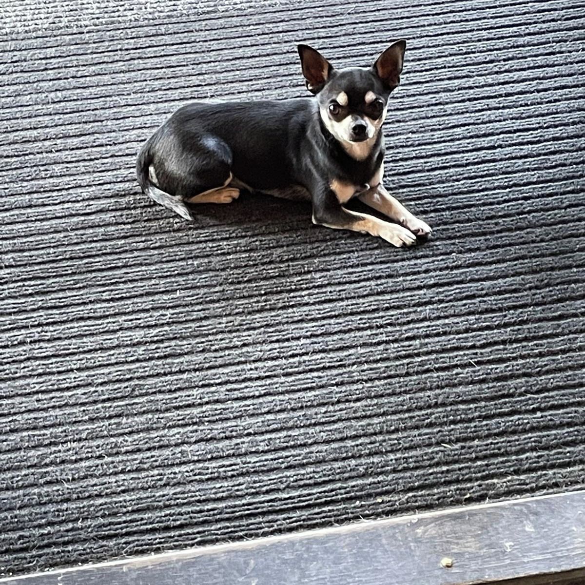 Soutěžní fotografie - Kuba,  Čivava