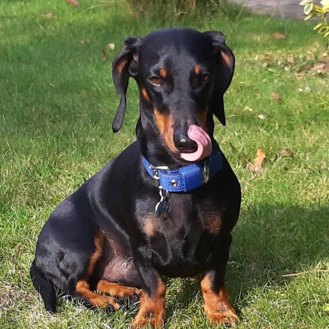 Soutěžní fotografie - Kvido,  Jezevčík