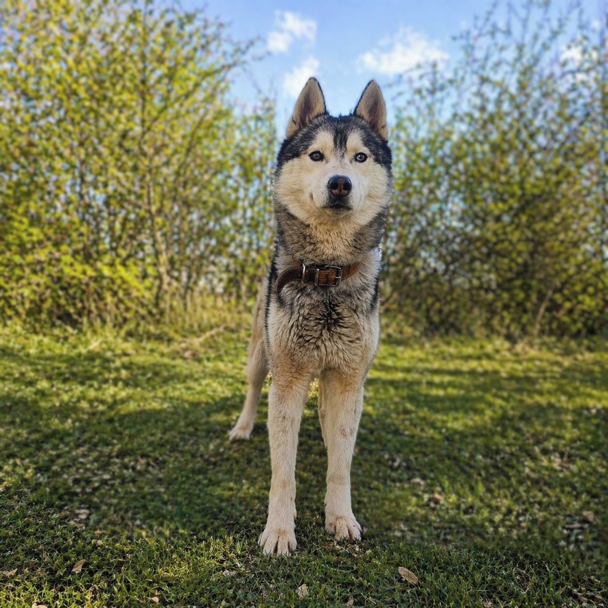 Soutěžní fotografie - Forrest Gump,  Sibiřský husky