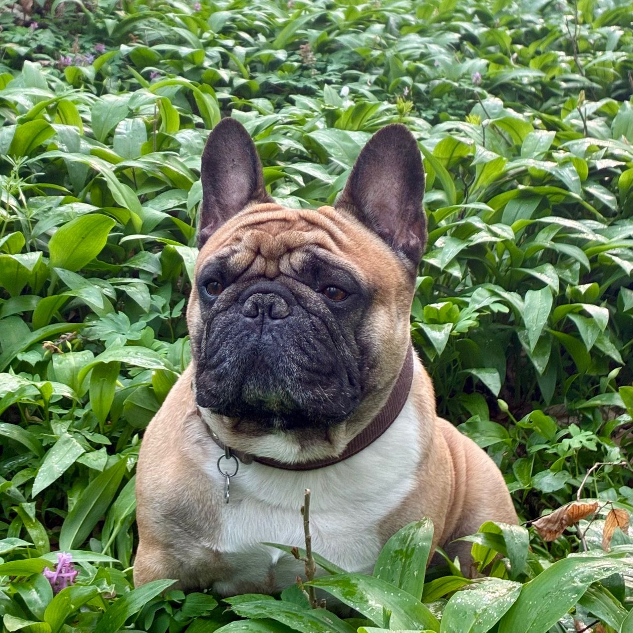 Soutěžní fotografie - Cheddar,  Francouzský buldoček
