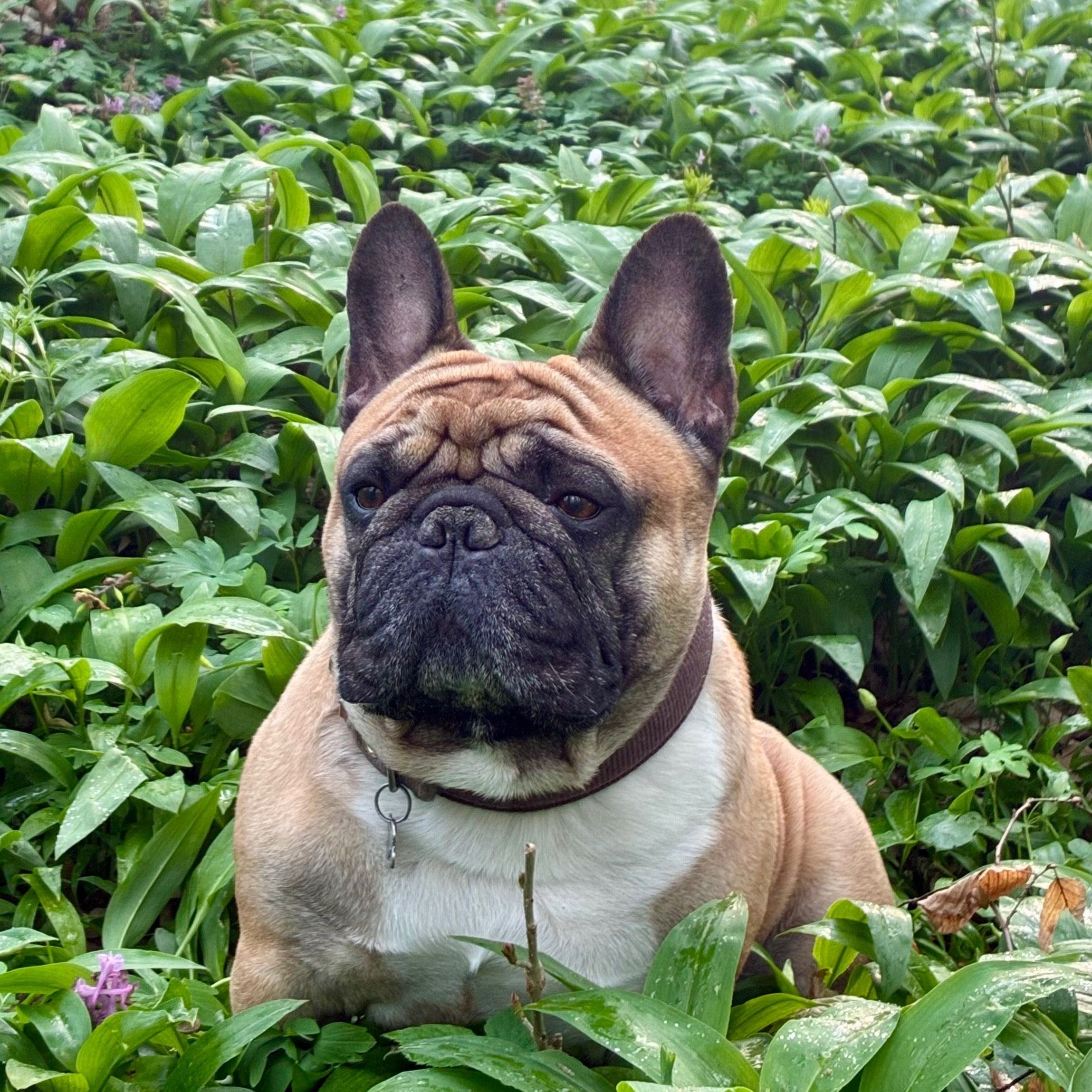 Soutěžní fotografie - Cheddar,  Francouzský buldoček