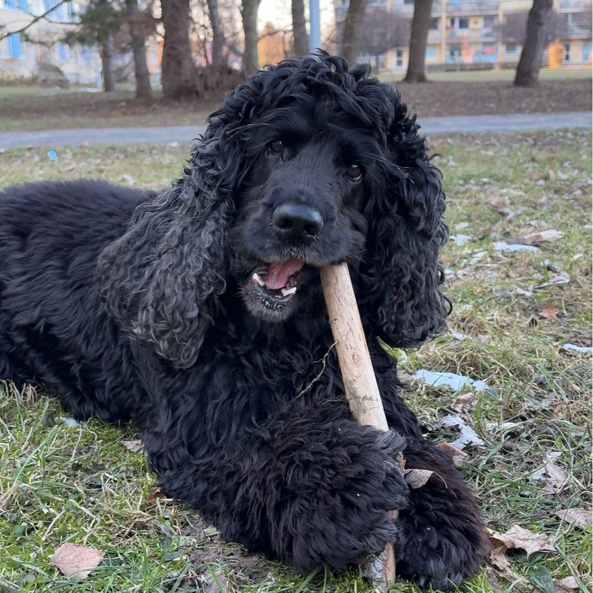 Soutěžní fotografie - Rossi,  Anglický kokršpaněl