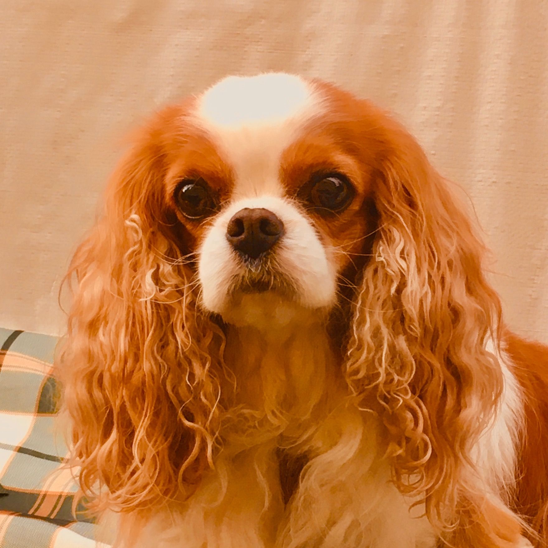 Soutěžní fotografie - Mína,  Kavalír King Charles španěl