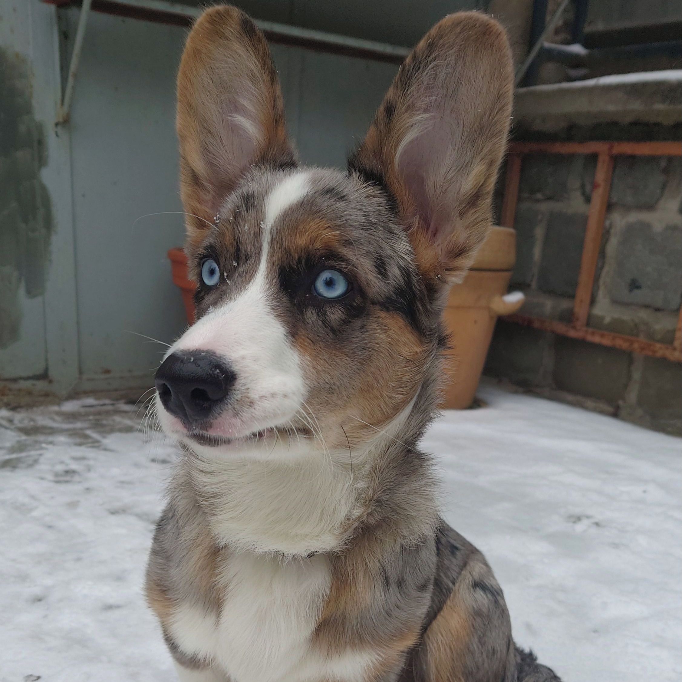 Soutěžní fotografie - Ajax,  Welsh Corgi Cardigan