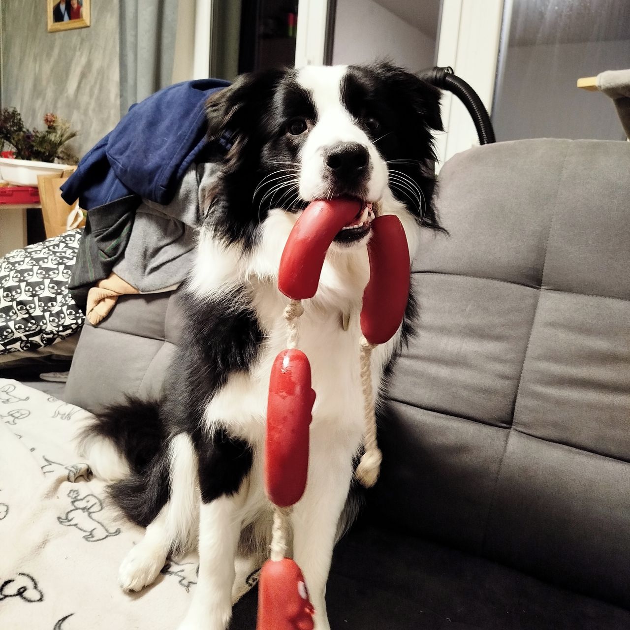 Soutěžní fotografie - Appa,  Border kolie