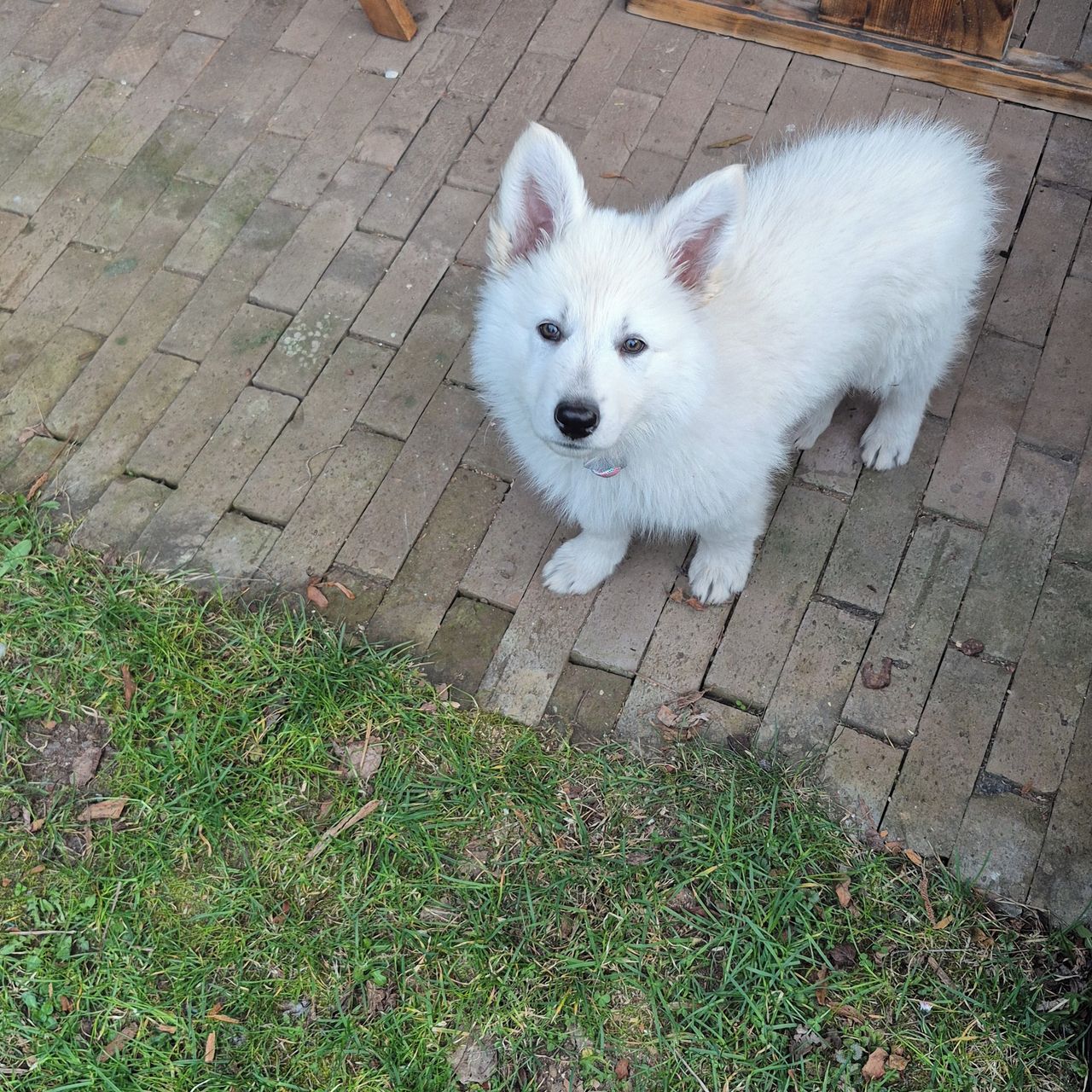 Soutěžní fotografie - BÁRA,  Bílý švýcarský ovčák