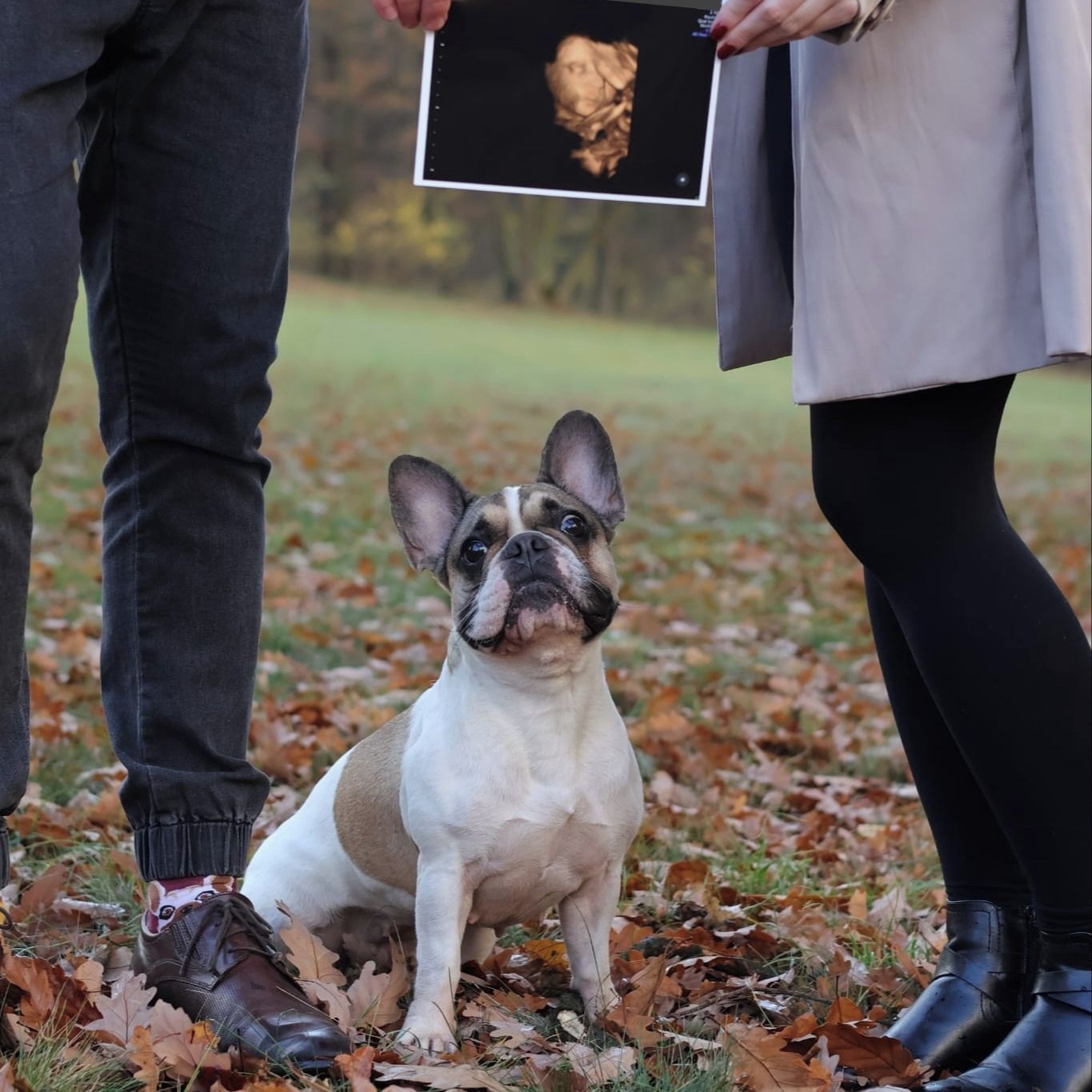 Soutěžní fotografie - Roxy,  Francouzský buldoček