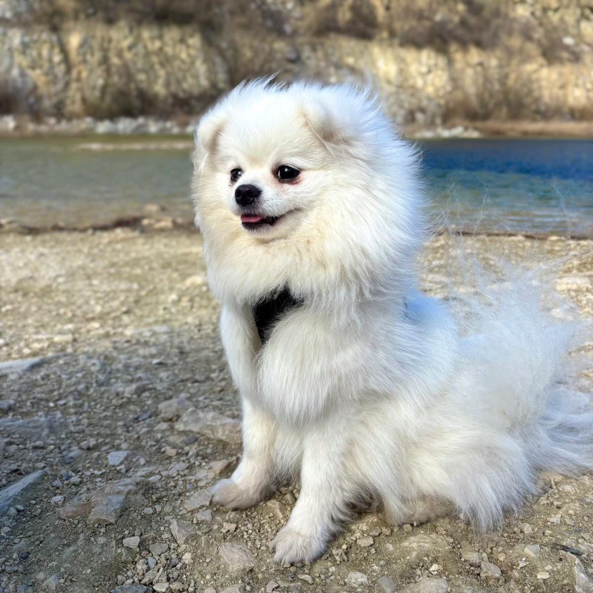 Soutěžní fotografie - Sněhulka,  Německý špic trpasličí