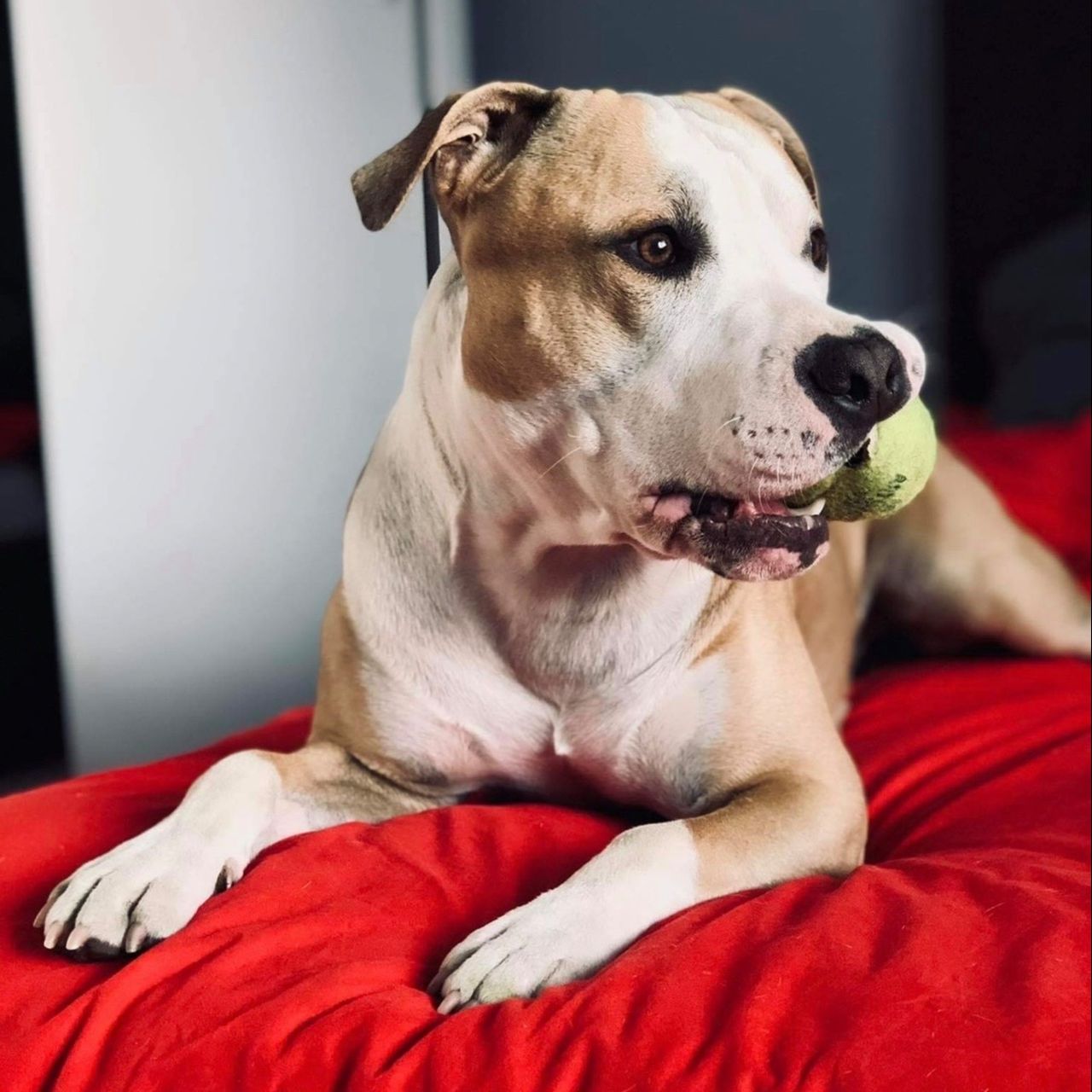 Soutěžní fotografie - Spike,  Americký stafordširský terier