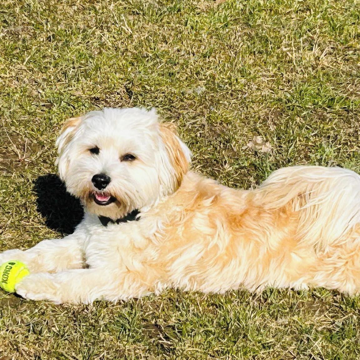 Soutěžní fotografie - Bailey,  Havanský psík