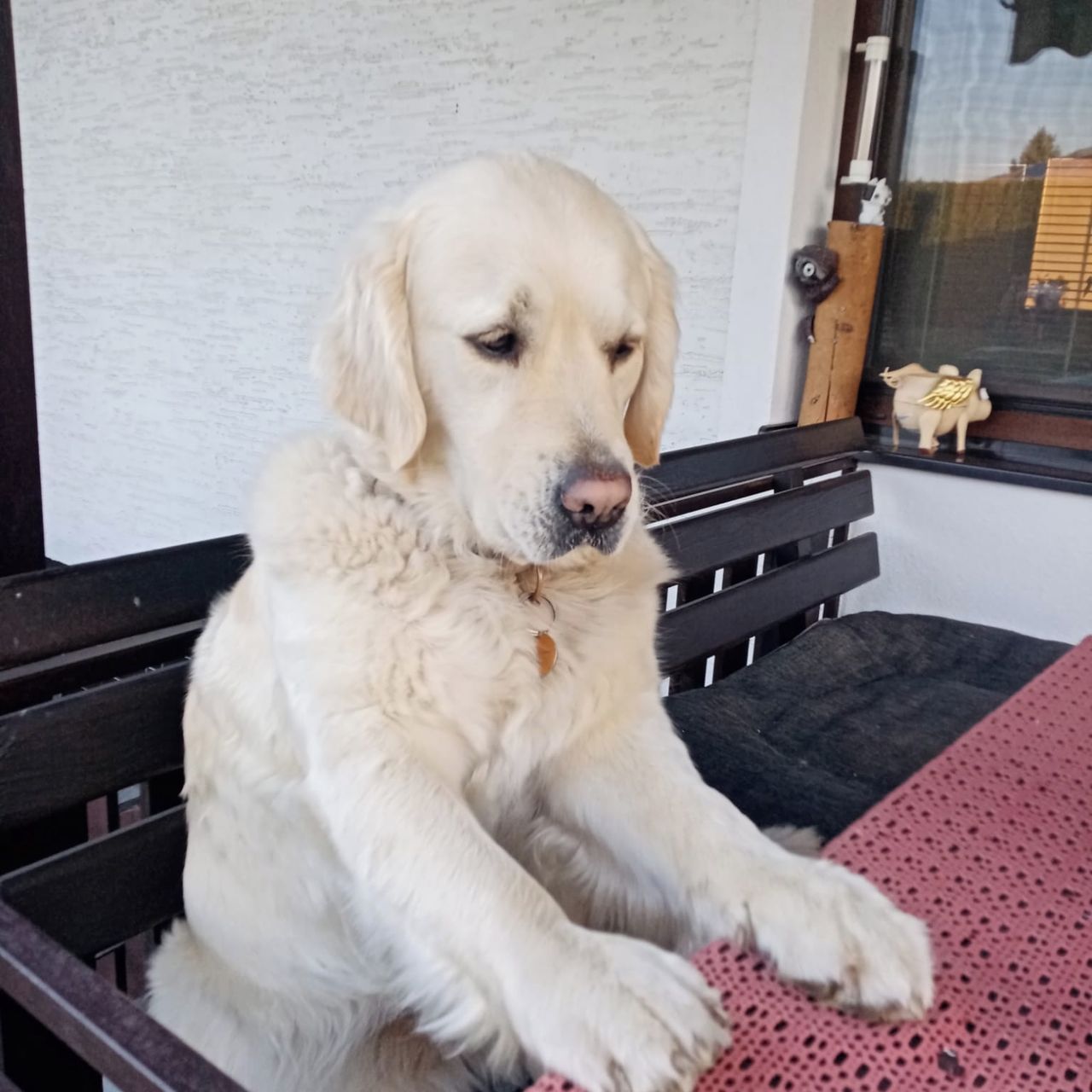 Soutěžní fotografie - Matylda,  Zlatý retriever