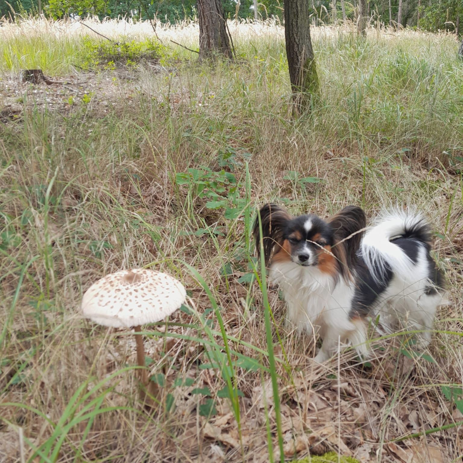 Soutěžní fotografie - Sunny,  Papillon