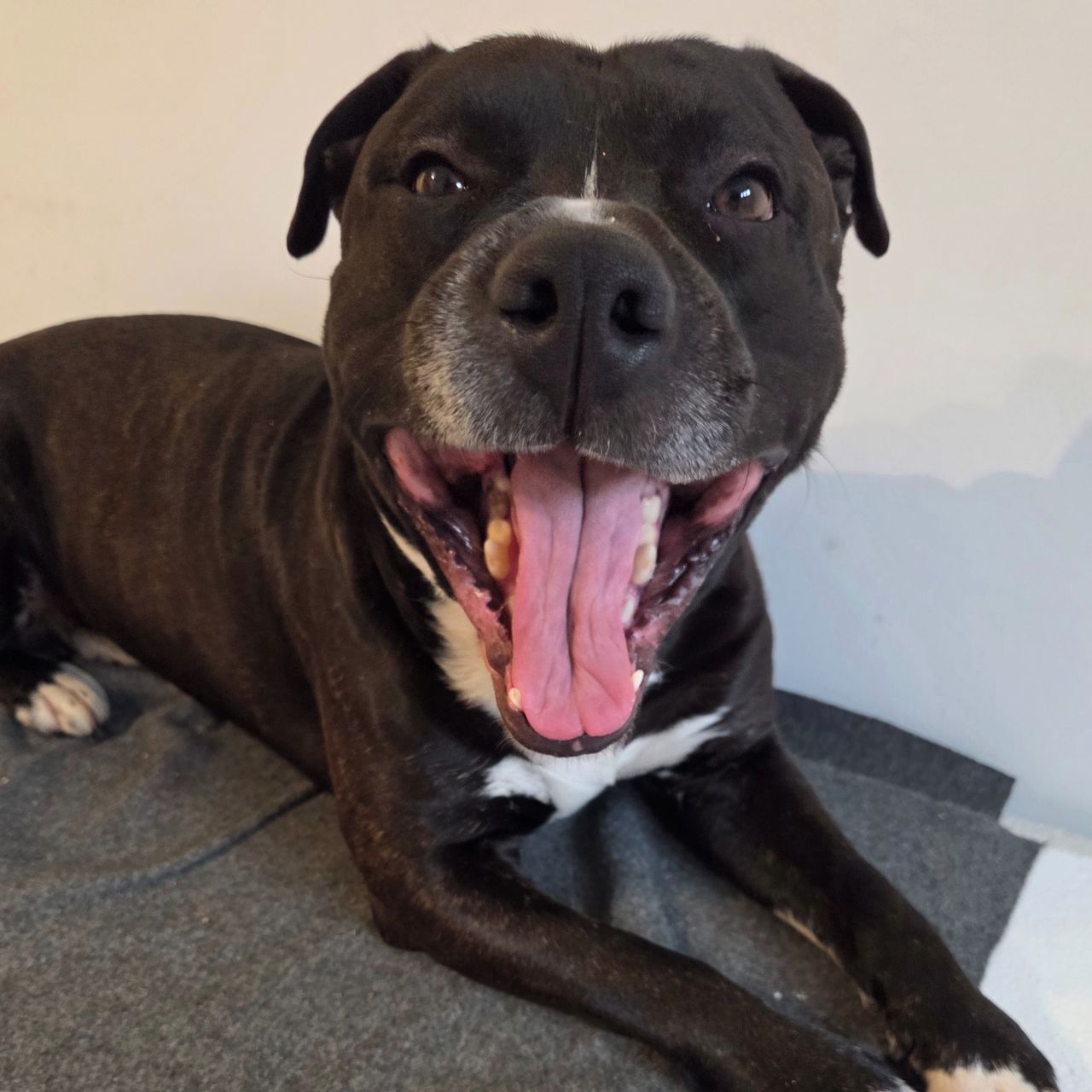 Soutěžní fotografie - Rocky,  Americký stafordširský terier