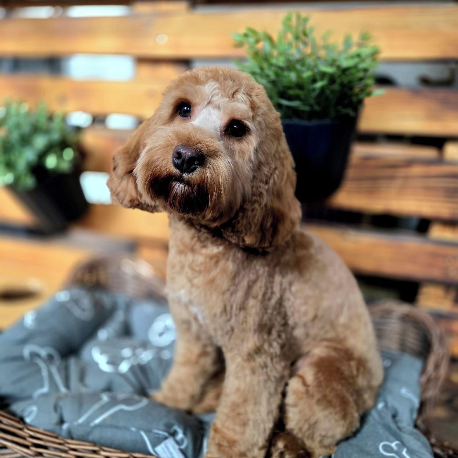 Soutěžní fotografie - Fufu,  Ostatní