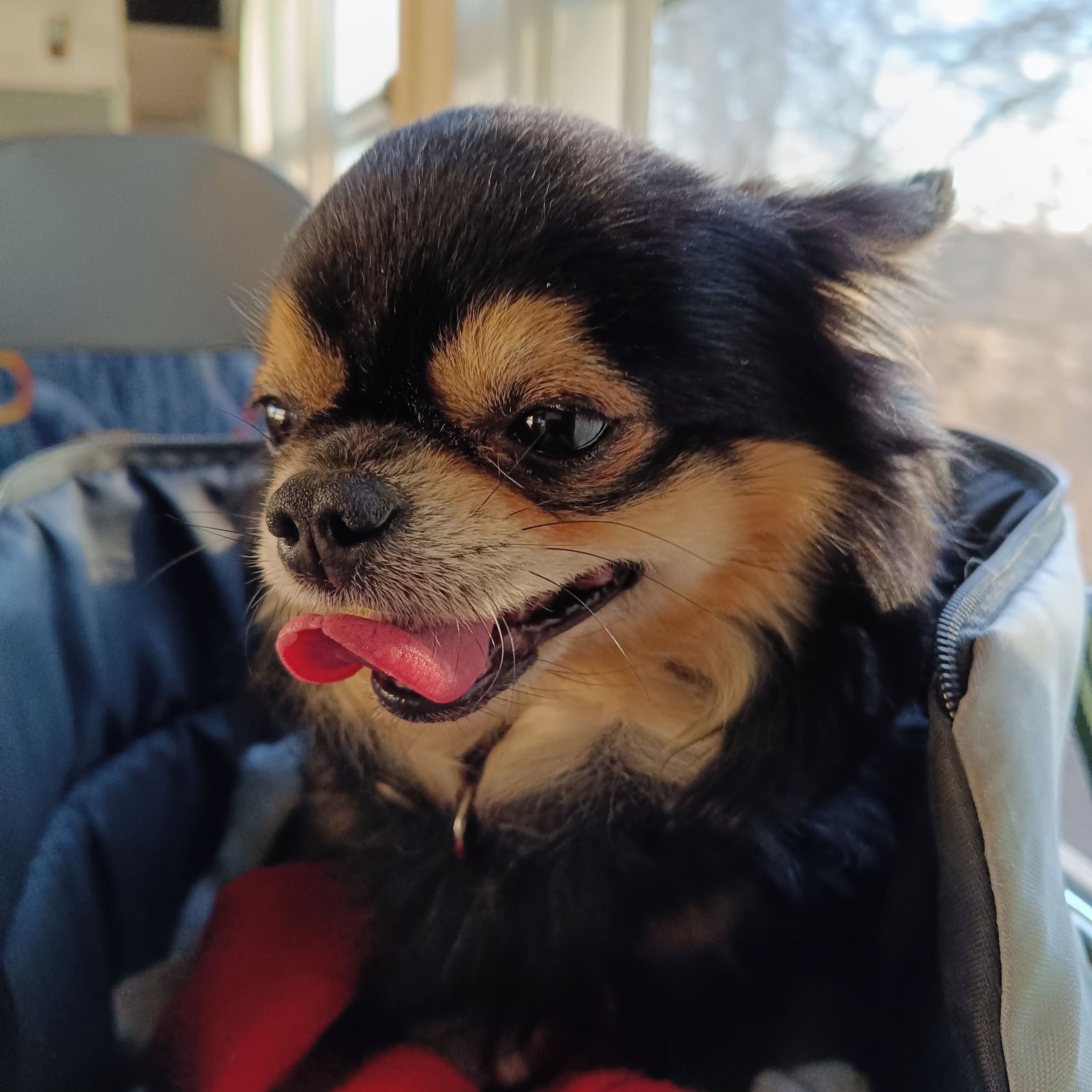 Soutěžní fotografie - Harry,  Čivava dlouhosrstá