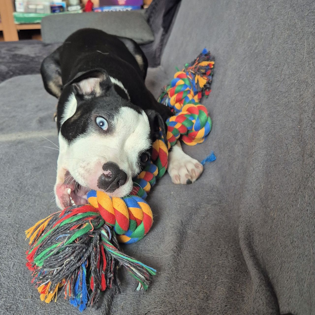 Soutěžní fotografie - Lejla,  Ostatní