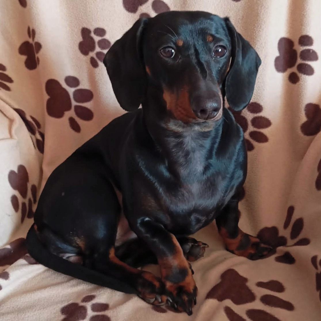 Soutěžní fotografie - Daisy,  Jezevčík